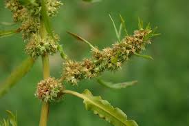 Attēlu rezultāti vaicājumam “Rumex maritimus fruit”