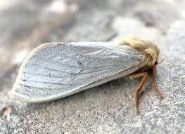 Attēlu rezultāti vaicājumam “Hepialus humuli male”