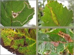 Attēlu rezultāti vaicājumam “Lyonetia clerkella”