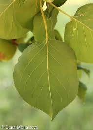 Attēlu rezultāti vaicājumam “Prunus armeniaca leaf”