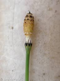 Attēlu rezultāti vaicājumam “Equisetum variegatum”