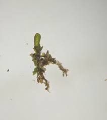 Attēlu rezultāti vaicājumam “Gymnocolea inflata”