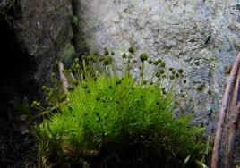 Attēlu rezultāti vaicājumam “Aulacomnium”