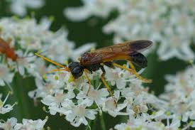Attēlu rezultāti vaicājumam “Tenthredo campestris”