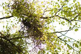 Attēlu rezultāti vaicājumam “Taphrina betulina”