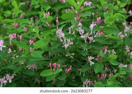 Attēlu rezultāti vaicājumam “Lonicera tatarica bud”