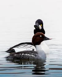 Attēlu rezultāti vaicājumam “Bucephala clangula female”