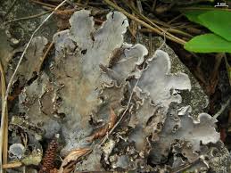 Attēlu rezultāti vaicājumam “Peltigera canina”