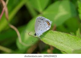 Attēlu rezultāti vaicājumam “Everes argiades”