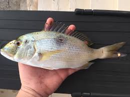 Image result for Dentex dentex