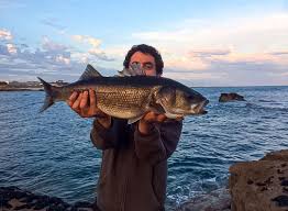 Image result for Dicentrarchus labrax