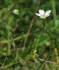 Attēlu rezultāti vaicājumam “Sagina nodosa”