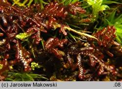 Attēlu rezultāti vaicājumam “Frullania tamarisci”