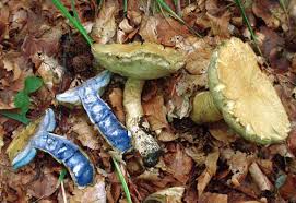 Attēlu rezultāti vaicājumam “Gyroporus cyanescens”