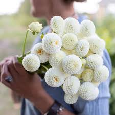 Image result for Dahlia x pinnata `Pompon Lilliput`