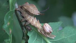 Attēlu rezultāti vaicājumam “Stauropus fagi”