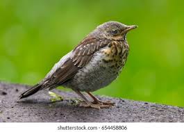 Attēlu rezultāti vaicājumam “Turdus pilaris juvenile”