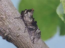 Attēlu rezultāti vaicājumam “Abrostola tripartita”