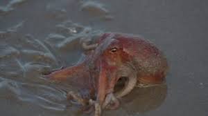 Image result for Octopushy (Croydon Area)