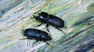 Attēlu rezultāti vaicājumam “Sinodendron cylindricum male”