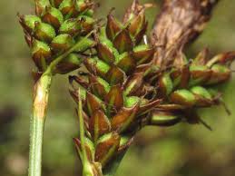 Attēlu rezultāti vaicājumam “Carex caryophyllea”
