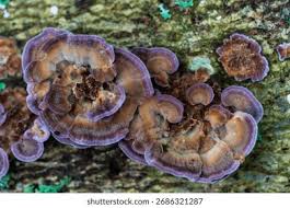 Attēlu rezultāti vaicājumam “Trichaptum biforme”