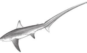 Image result for Alopias vulpinus