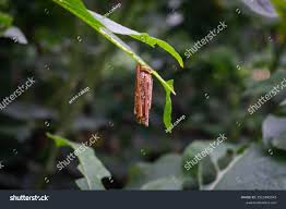 Attēlu rezultāti vaicājumam “Psyche casta larva”