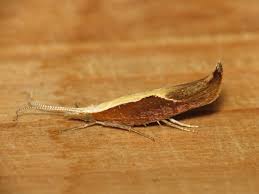 Attēlu rezultāti vaicājumam “Ypsolopha dentella”