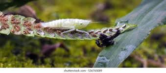 Attēlu rezultāti vaicājumam “Planaphrodes sp.”