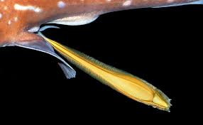 Image result for Hydrolagus colliei