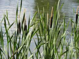 Attēlu rezultāti vaicājumam “Typhaceae”