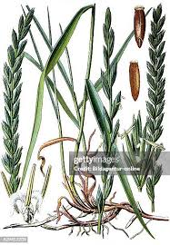 Attēlu rezultāti vaicājumam “Elytrigia repens”