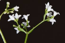 Attēlu rezultāti vaicājumam “Galium rivale fruit”