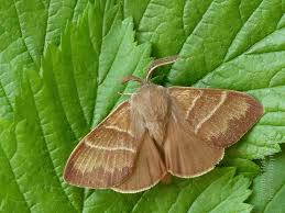 Attēlu rezultāti vaicājumam “Macrothylacia rubi larva”