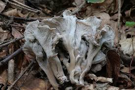 Attēlu rezultāti vaicājumam “Pseudocraterellus”