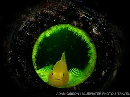 Attēlu rezultāti vaicājumam “Dianema nivale macro”