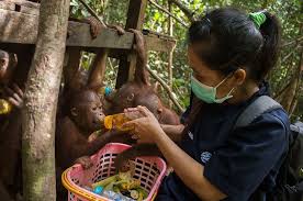 Attēlu rezultāti vaicājumam “Primates”