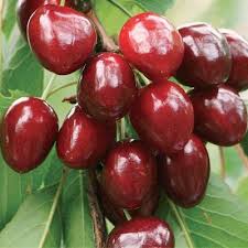 Attēlu rezultāti vaicājumam “Padus avium fruit”