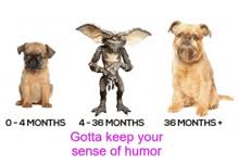 Image result for brüsseler giffon