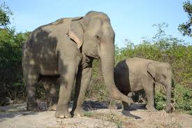 Image result for Яла заповедник