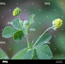 Attēlu rezultāti vaicājumam “Medicago lupulina bud”