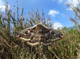 Attēlu rezultāti vaicājumam “Saturnia pavonia female”