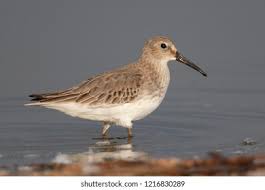 Attēlu rezultāti vaicājumam “Calidris ferruginea”