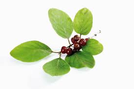 Attēlu rezultāti vaicājumam “Lonicera xylosteum fruit”