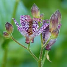 Image result for Tricyrtis `Black Beauty`