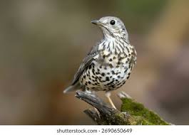 Attēlu rezultāti vaicājumam “Turdus viscivorus”