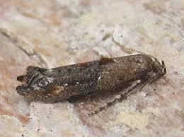 Attēlu rezultāti vaicājumam “Epermeniidae”