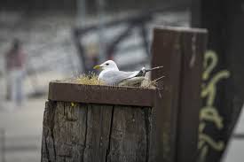 Attēlu rezultāti vaicājumam “Larus argentatus nest”
