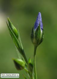 Attēlu rezultāti vaicājumam “Linum usitatissimum bud”